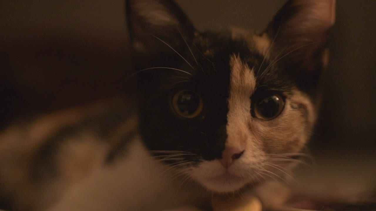 una gata de cara bicolor mirando directamente a la cámara
