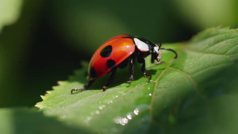 close-up of a ladybug on a green leaf