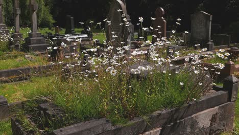 옥스 아이 데이지 (leucanthemum vulgaris) - 영국