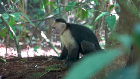 Mono-Capuchino-Sentado-En-Una-Rama-En-El-Bosque-Tropical-Mirando-A-Su-Alrededor