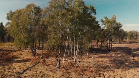 acercamiento aéreo a un pequeño grupo de abedules, luego siguiendo la línea divisoria entre páramos y bosques para luego desplazarse hacia arriba para mostrar el paisaje más amplio