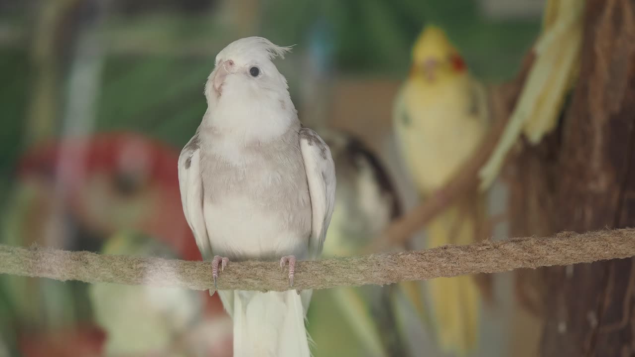 Cockatiels on a branch