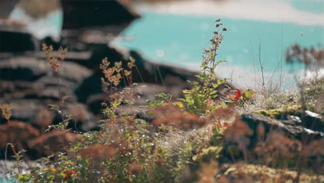 las malezas, las hierbas y las plantas pequeñas cubren el suelo en el borde del agua