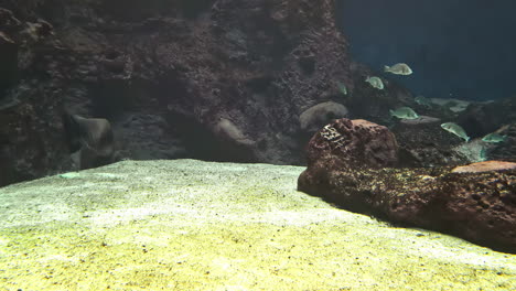 fishes inside the water tank in a wildlife aquarium park. close-up shot