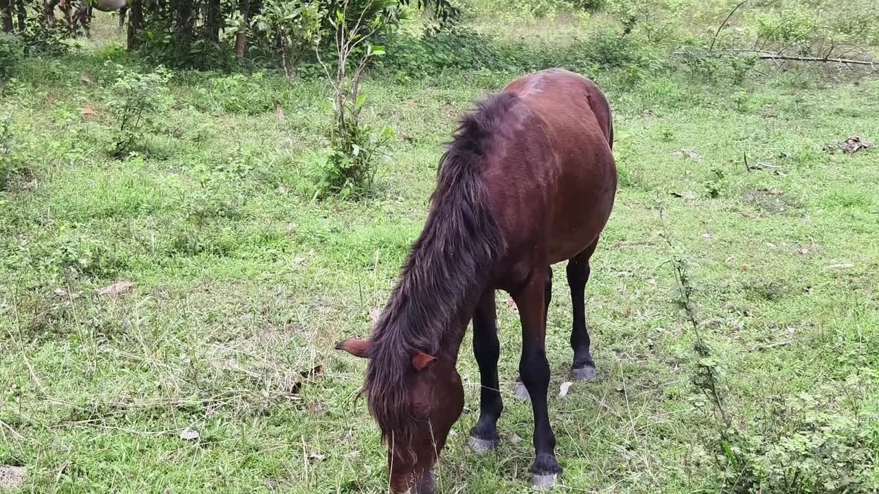 caballo marrón pastando en un campo