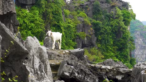 mountain goat walking over limestone steps in vietnam