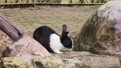 black and white rabbit in a zoo