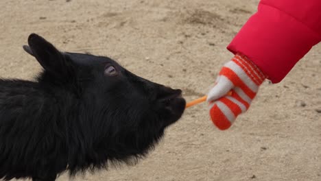 A-child-apprehensively-feeds-a-carrot-stick-to-a-goat-at-a-petting-zoo