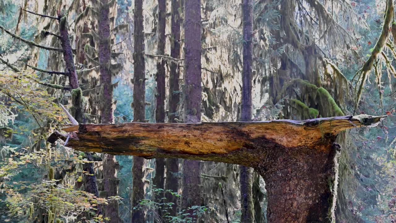 Mossy fallen log bridges the forest floor in a foggy temperate rainforest scene