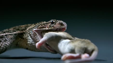 cottonmouth using fangs to swallow prey slomo macro shows teeth - studio