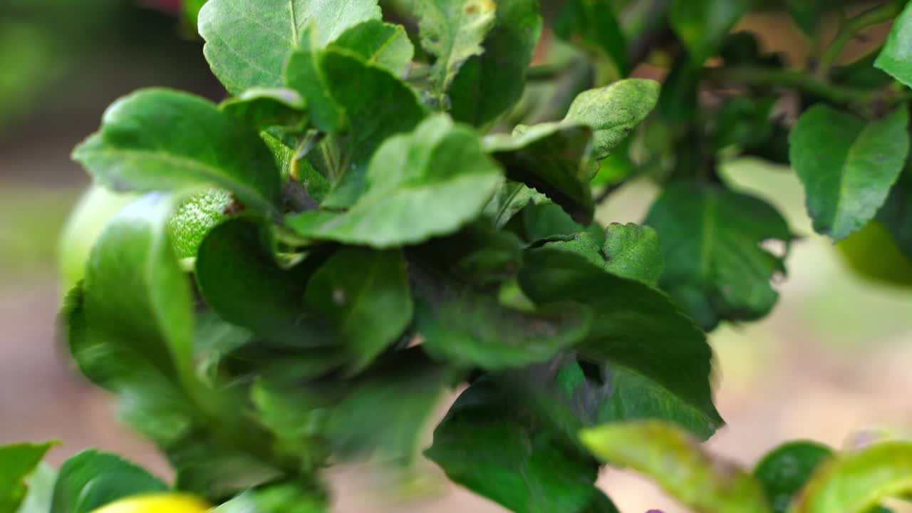vista de cerca de los cítricos listos para la cosecha