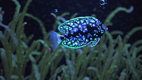 glowing spotted fish in aquarium