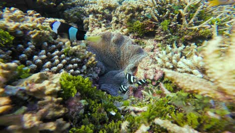a family of black and white clark's anemonefish (clownfish) swim among the sea anemone. the close-up static shot focuses on the small fish and the surrounding coral, showcasing the vibrant coral reef.