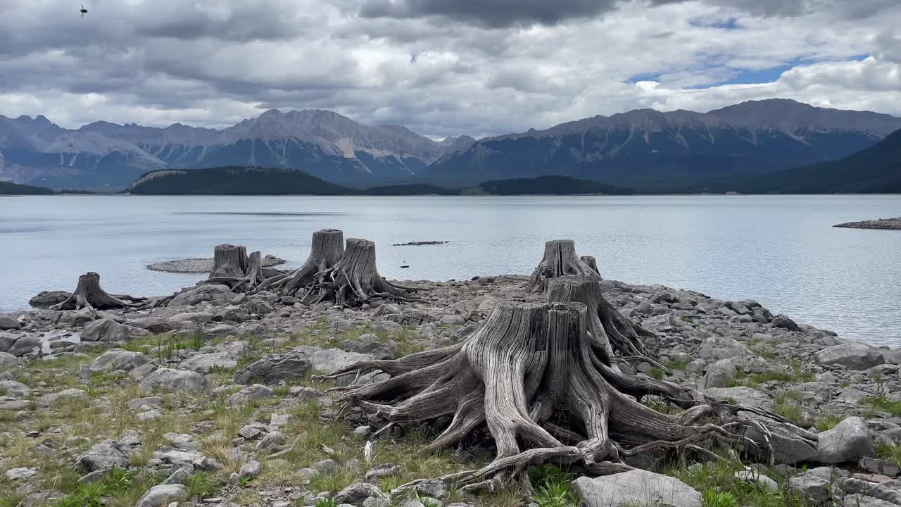 Dried washed out stumps on a lake shore in the mountains