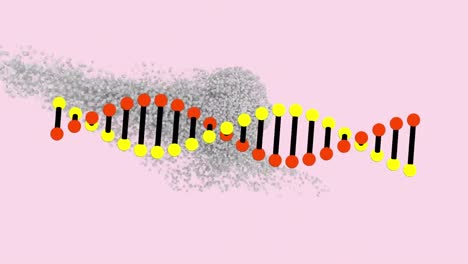 animación de una cadena de adn sobre una cabeza humana digital sobre un fondo rosa
