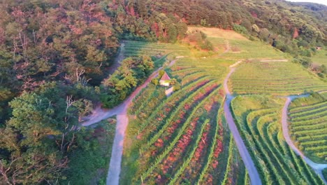 Beautiful-panorama-view-of-grape-vines-field-on-mountain-with-city-view-below-in-Schriesheim-Germany