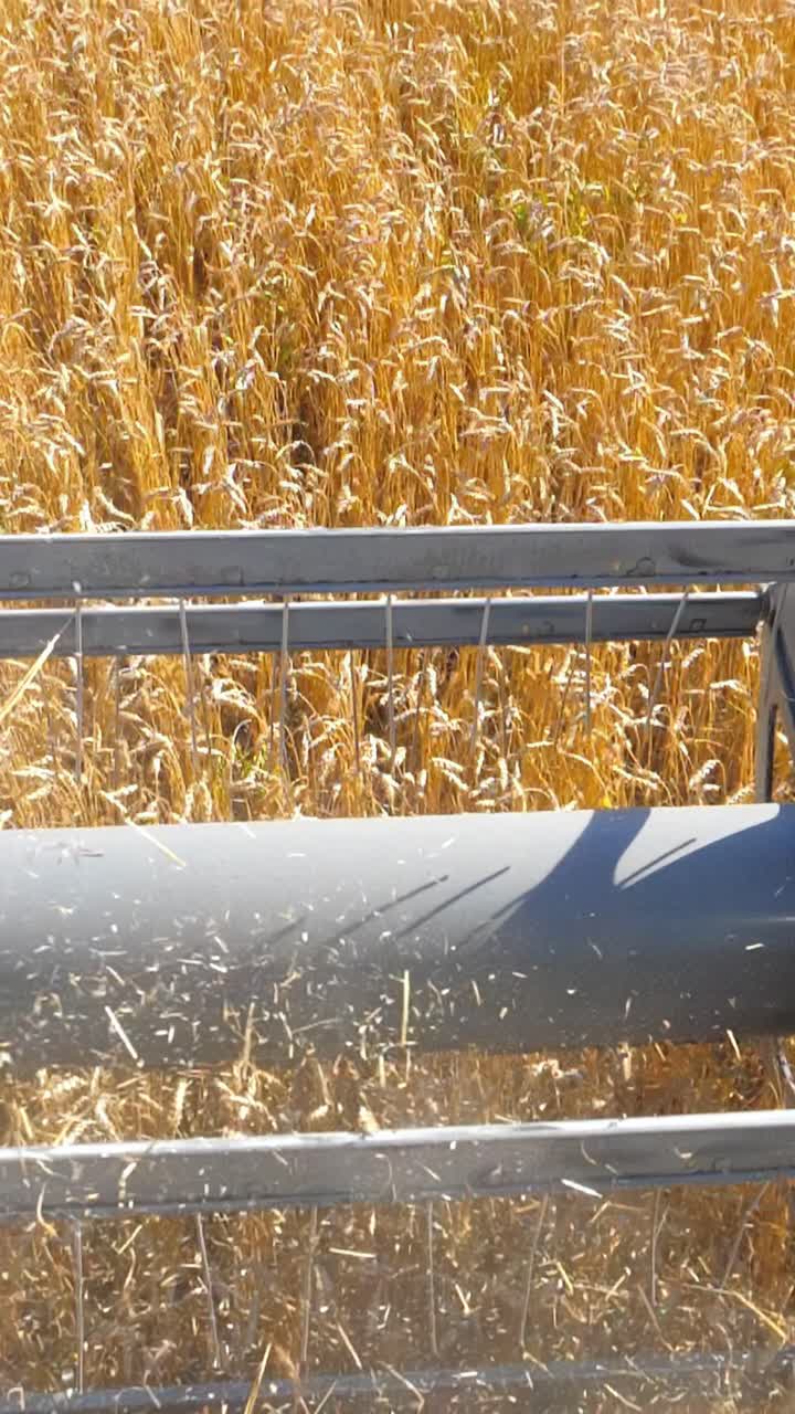 Agricultural machinery harvesting golden wheat in a vast field under bright sunlight
