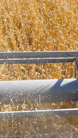 agricultural machinery harvesting golden wheat in a vast field under bright sunlight
