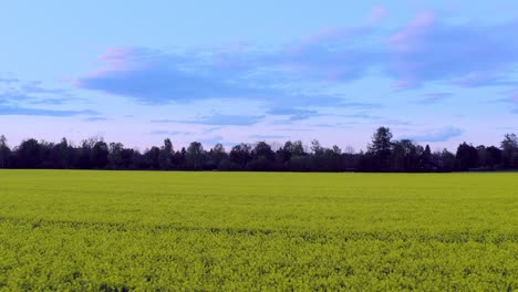 Daisy-cutter---low-perspective-flight-over-a-yellow-rapeseed-field-with-a-row-of-trees-at-the-horizon---4K-aerial-footage-of-a-typical-springtime-scenery