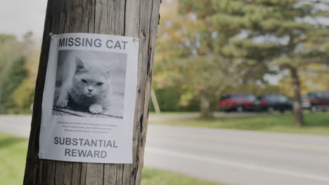 A-leaflet-with-information-about-the-missing-cat-hangs-on-a-wooden-pole-near-the-road.-In-a-typical-U.S.-suburb