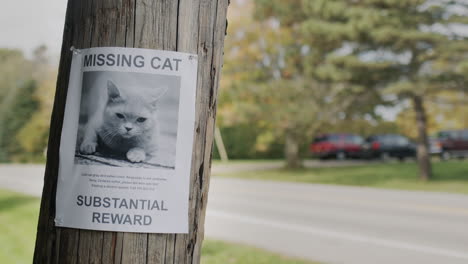 a leaflet with information about the missing cat hangs on a wooden pole near the road. in a typical u.s. suburb