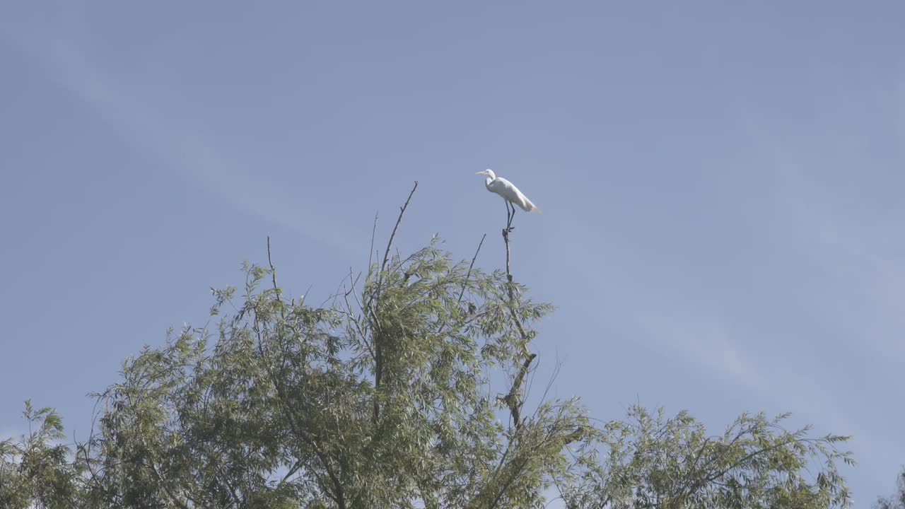 A white heron on the branch of a large green willow tree with the blue sky in the background. She flies off the side of the frame.