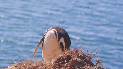 magellanic penguin standing on the edge preening wit the background of the deep blue sea