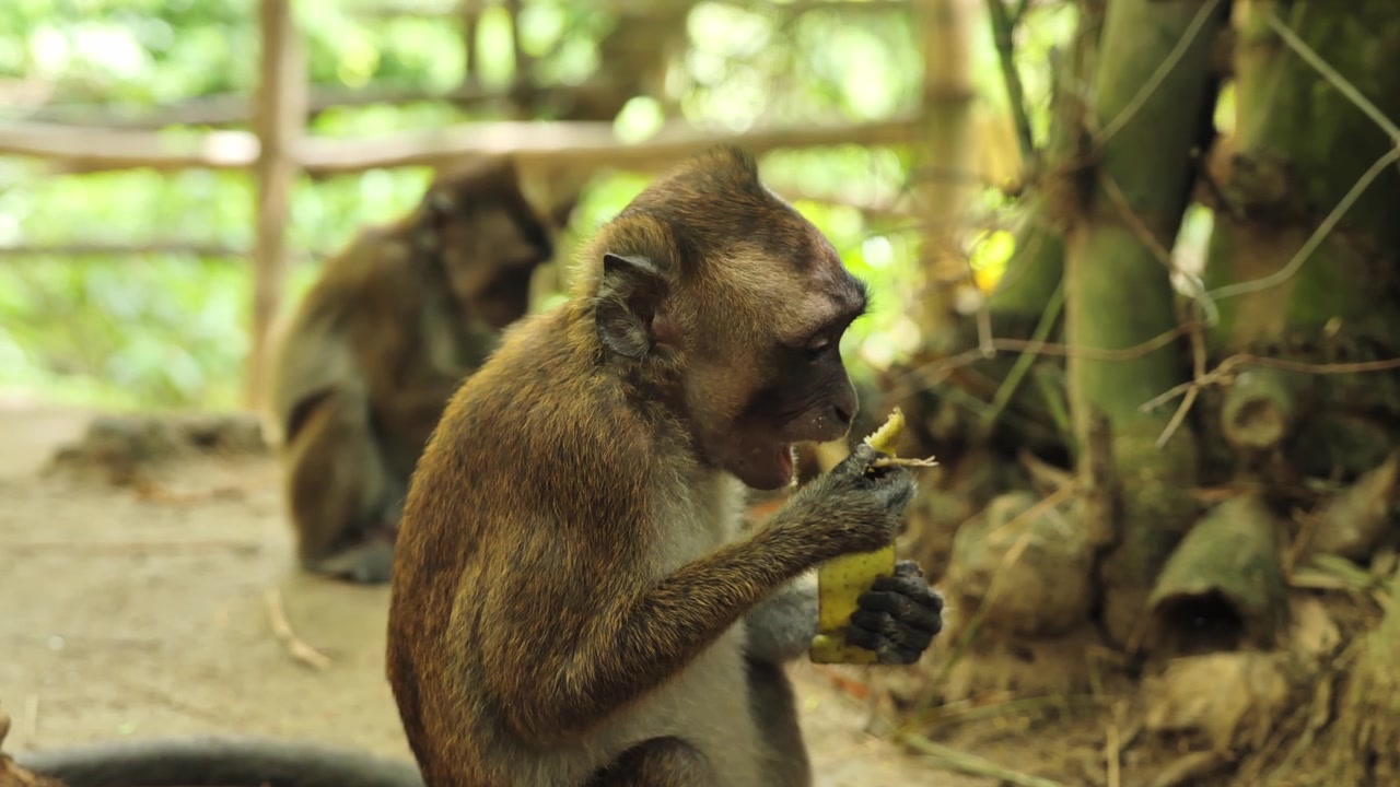 Curious macaque carefully peels ripe banana in warm tropical forest setting