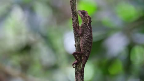 Sanft-Atmend,-Während-Man-Sich-An-Einen-Jungen-Baum-Klammert,-Der-Sich-Im-Wald-Mit-Etwas-Wind-Wiegt,-Schuppenbauch-Baumeidechse-Acanthosaura-Lepidogaster,-Thailand