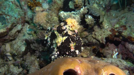 otra vista cercana del hermoso pez rana negro