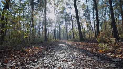 Sonne-Scheint-Durch-Bäume-Im-Wald,-Die-Sich-Im-Wind-Bewegen-Herbst-Stativ-Breit