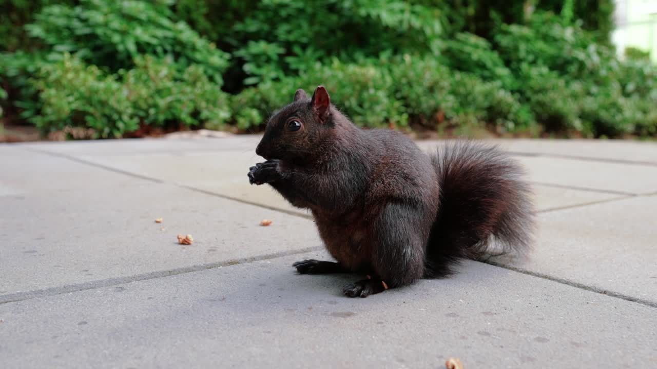 linda ardilla negra comiendo nueces en el patio trasero