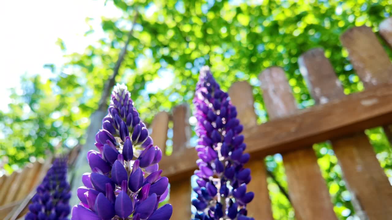 정원에서 자라는 루핀, 배경에 갈색 나무 울타리