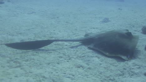 cow tail stingray or feather tail stingray in the red sea of egypt