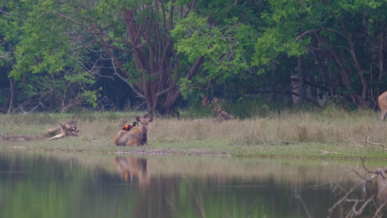 un ave de la jungla alimentándose de la espalda del ciervo sambar mientras descansa en el borde del lago en el santuario de vida silvestre de phu khiao, tailandia