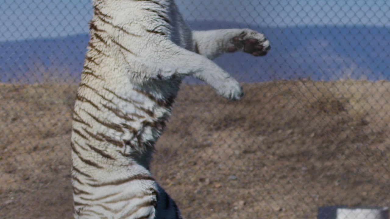 White tiger splashing in water