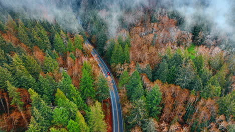 pine-tree forest covered with thick mist. two-lane highway with one car on crossing the woods in mountainous area. top view.