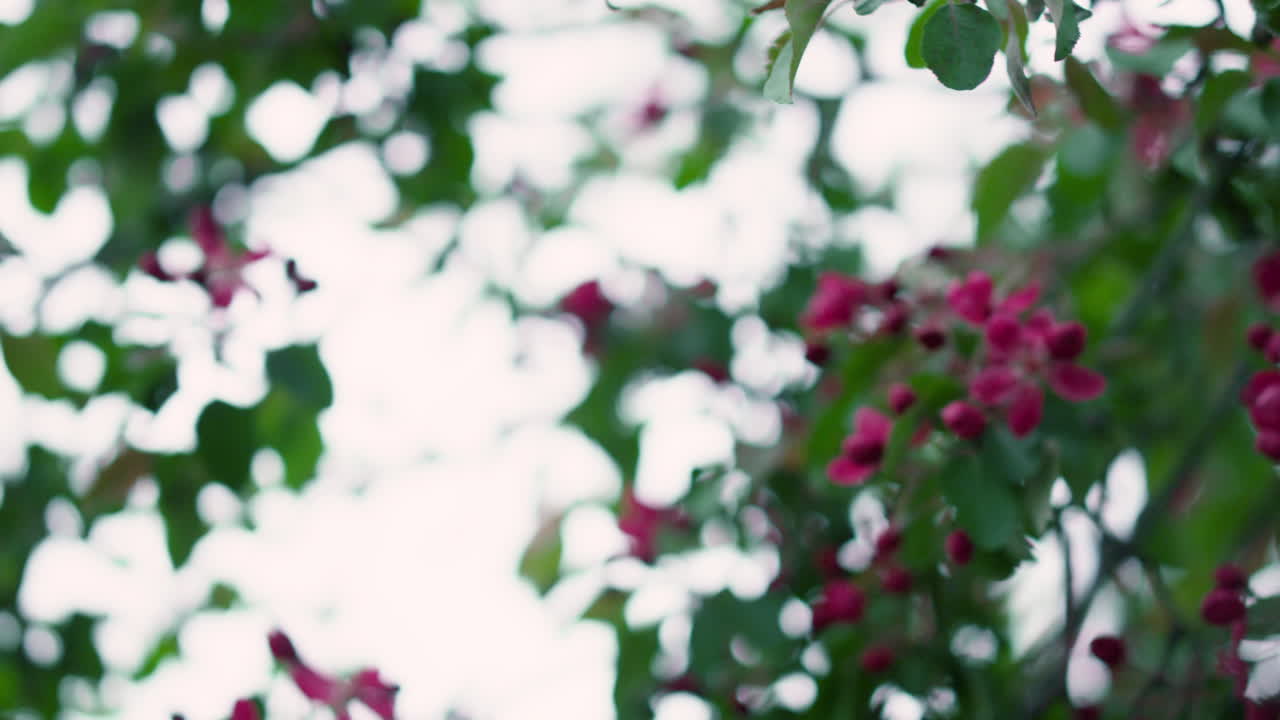 Nærbilde av lilla treblomster som blomstrer mot en hvit skyet himmel.