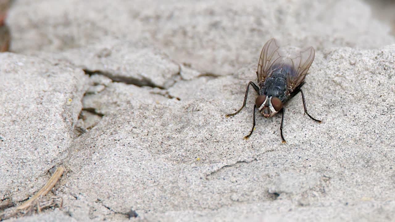 de cerca: el insecto mosca de botella común se mantiene quieto en una roca de piedra arenisca