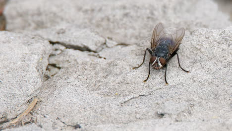 close up: common bottle fly insect stands still on sandstone boulder