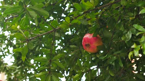 a ripe pomegranate hanging from a branch on a tree