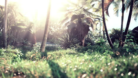 sun light in the rain forest
