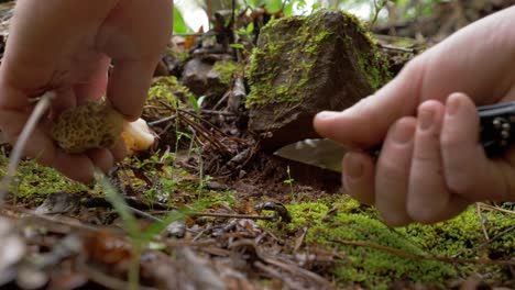 Nahaufnahme-Eines-Versteckten-Morchelpilzes-Im-Wald,-Der-Schnittboden-Aufnahm,-Zeitlupe