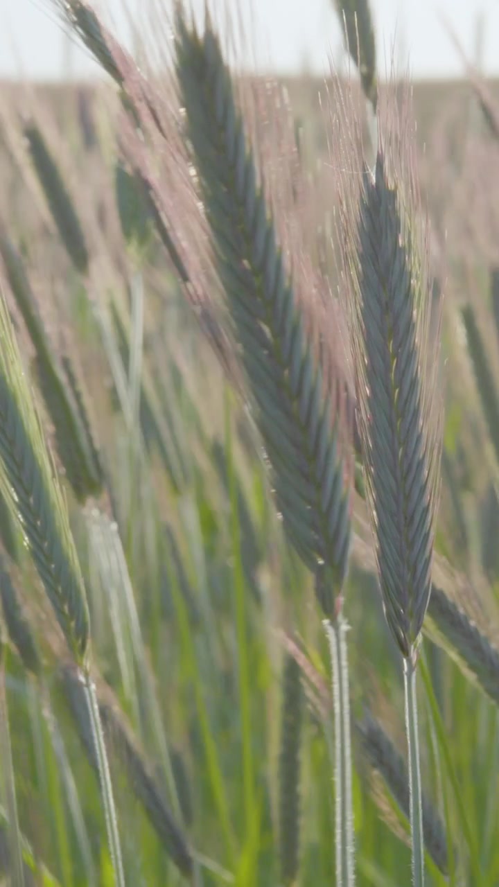 A cinematic close up of young green rye ears in a rural field during sunset. This authentic nature scene highlights sustainability and ecofriendly agriculture.