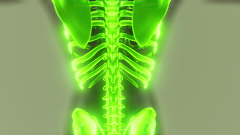 huesos esqueléticos brillantes de humanos