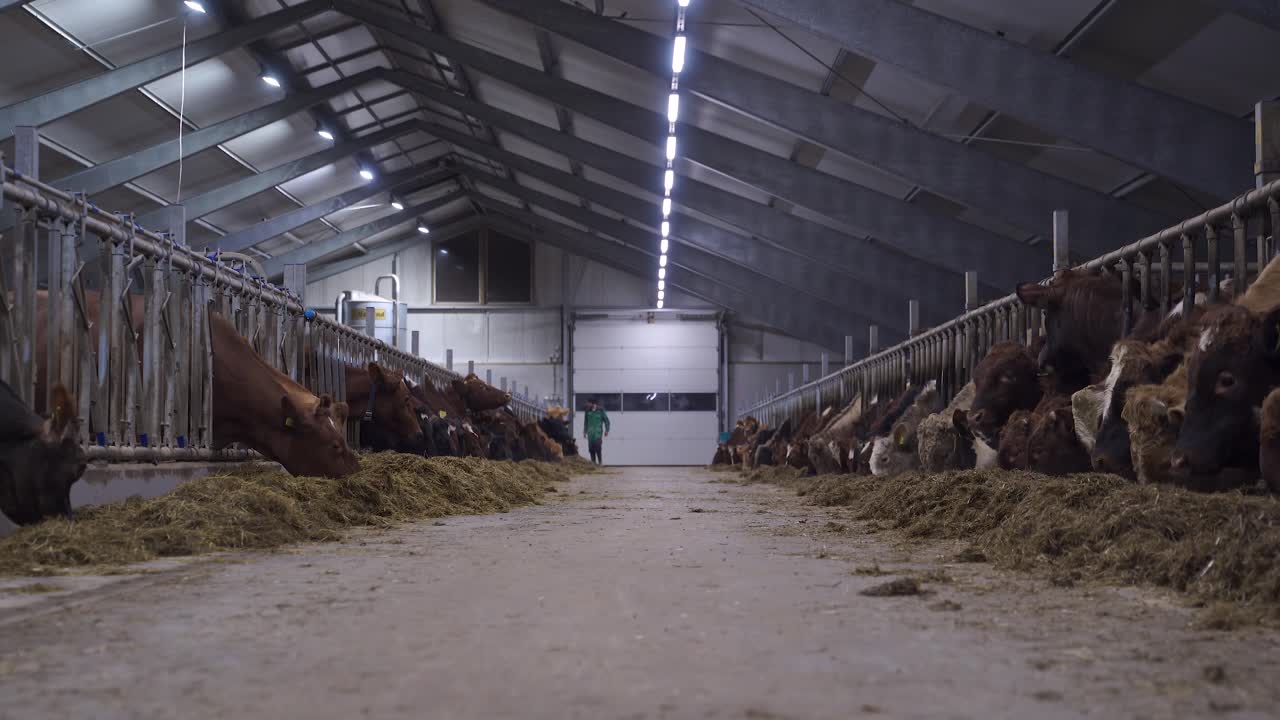 Norwegischer Roter Ochse und Kühe fressen auf einem Bauernhof – Weitwinkel