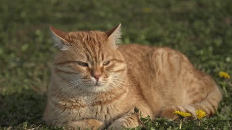 gato naranja mirando a su alrededor y jugando a la cámara lenta 4k uhd