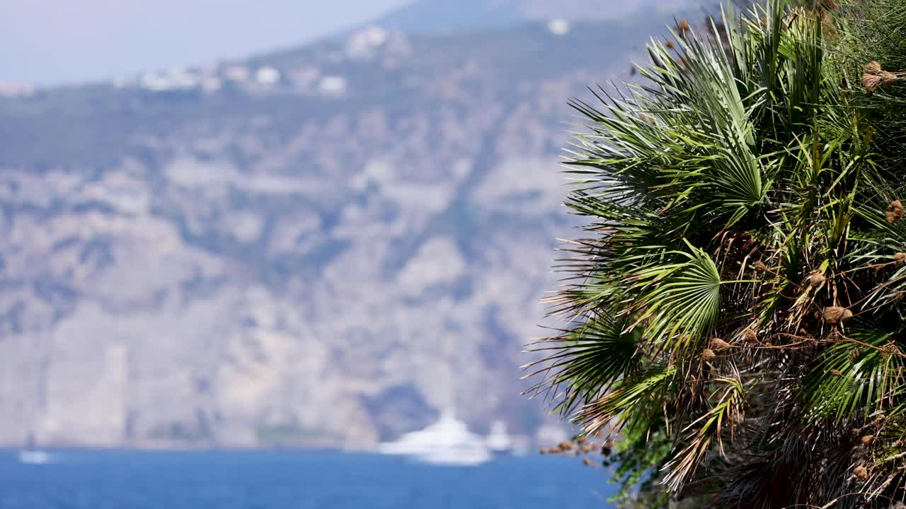 palmera con acantilados costeros en el fondo