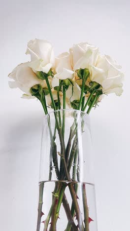 white roses in a vase