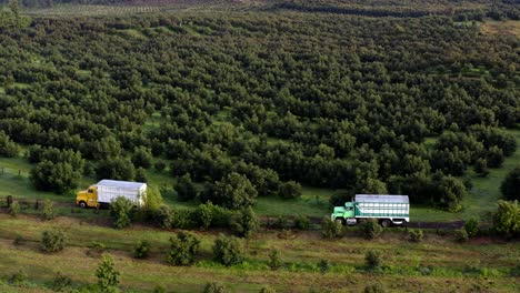 drone : lateral shot of 2 trucks arriving at an avocado orchard in uruapan michoacan